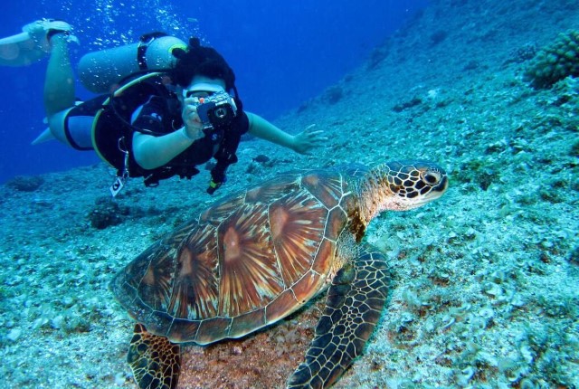 australia-scuba-diving-turtle