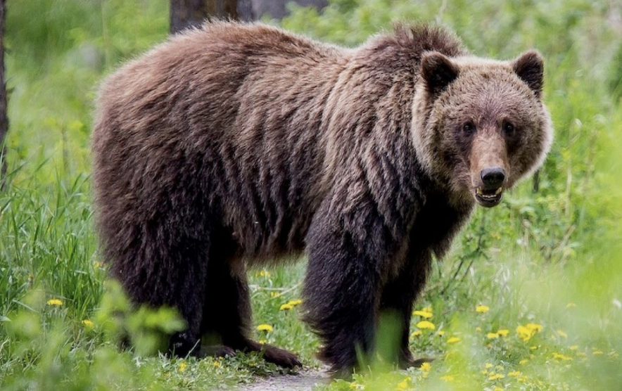 New Mexico Bear and Elk Hunt